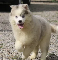 Merle, a male Pomsky for sale in Lancaster, OH – 3 of 6