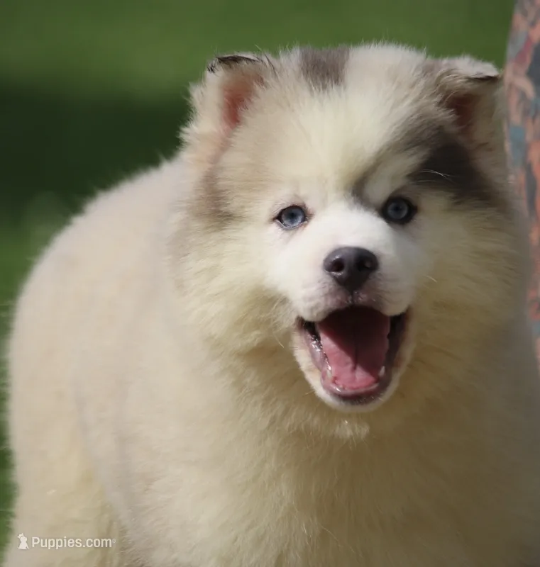 Merle – Pomsky puppy for sale in Lancaster, OH