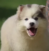 Merle, a male Pomsky for sale in Lancaster, OH – 1 of 6