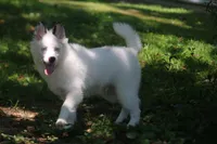 Prince , a male Pomsky for sale in Lancaster, OH – 4 of 10