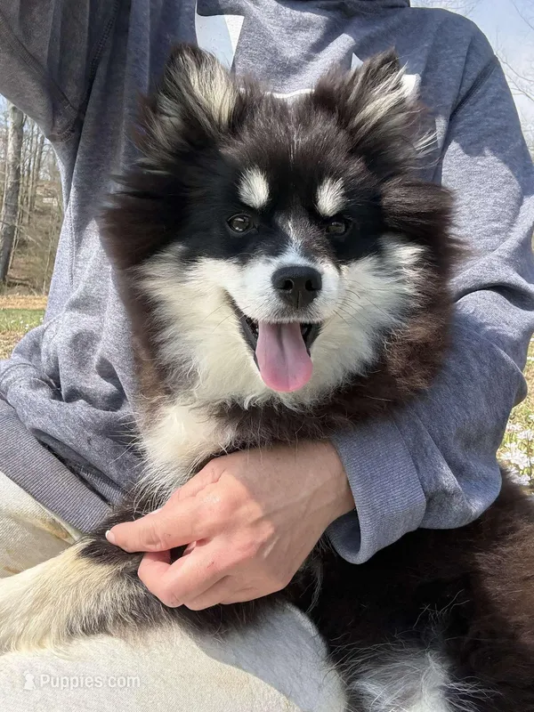Grizzly – Pomsky puppy for sale in Lancaster, OH