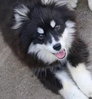 Grizzly, a male Pomsky for sale in Lancaster, OH – Photo 3 of 3