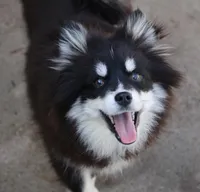 Grizzly, a male Pomsky for sale in Lancaster, OH – Photo 2 of 3