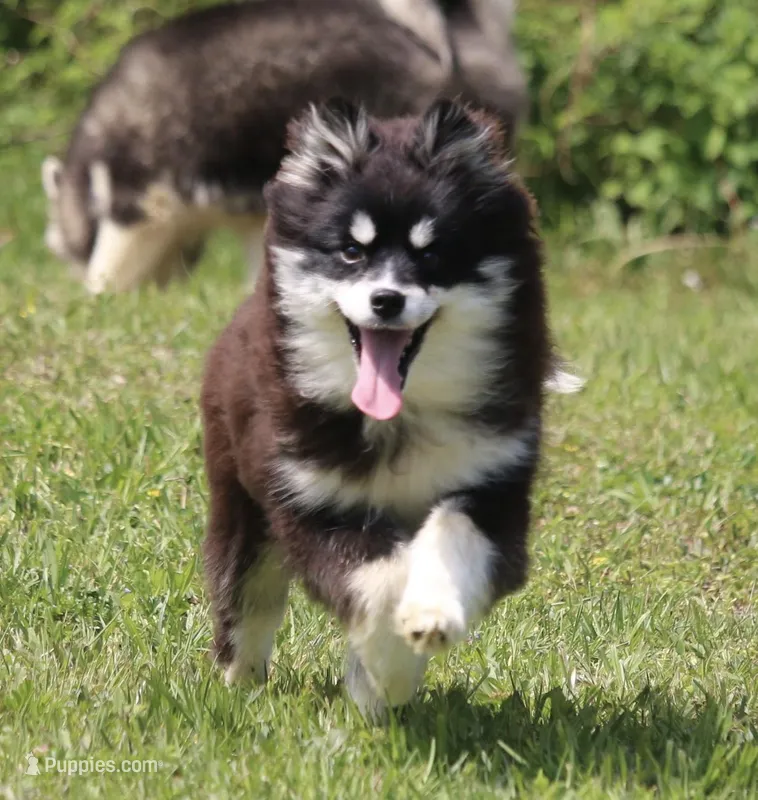 Grizzly – Pomsky puppy for sale in Lancaster, OH