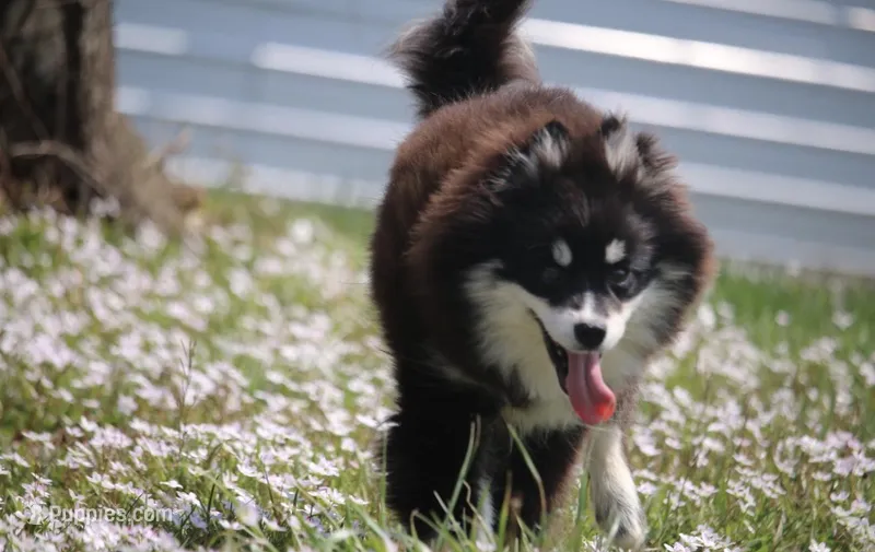 Grizzly – Pomsky puppy for sale in Lancaster, OH