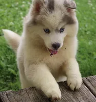 Merle, a male Pomsky for sale in Lancaster, OH – 6 of 6