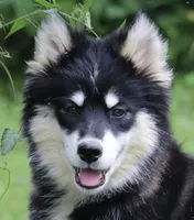 Dash , a male Pomsky for sale in Lancaster, OH – 3 of 9