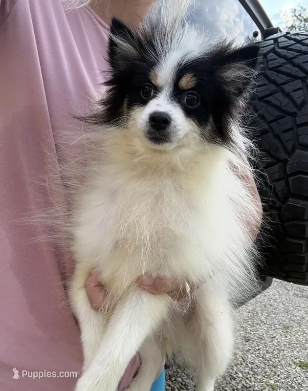Trey – Pomsky puppy for sale in Lancaster, OH