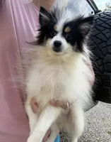 Trey, a male Pomsky for sale in Lancaster, OH – 1 of 2