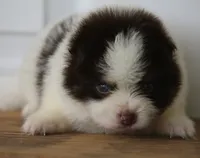 Nugget, a male Pomsky for sale in Lancaster, OH – 2 of 6
