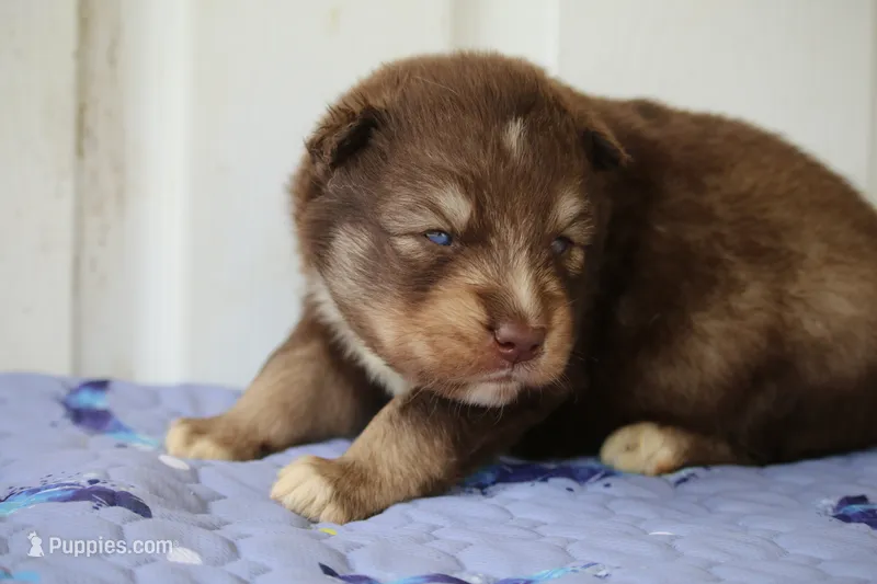 Kipper – Pomsky puppy for sale in Lancaster, OH