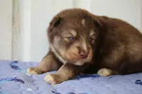 Kipper, a male Pomsky for sale in Lancaster, OH – 1 of 2