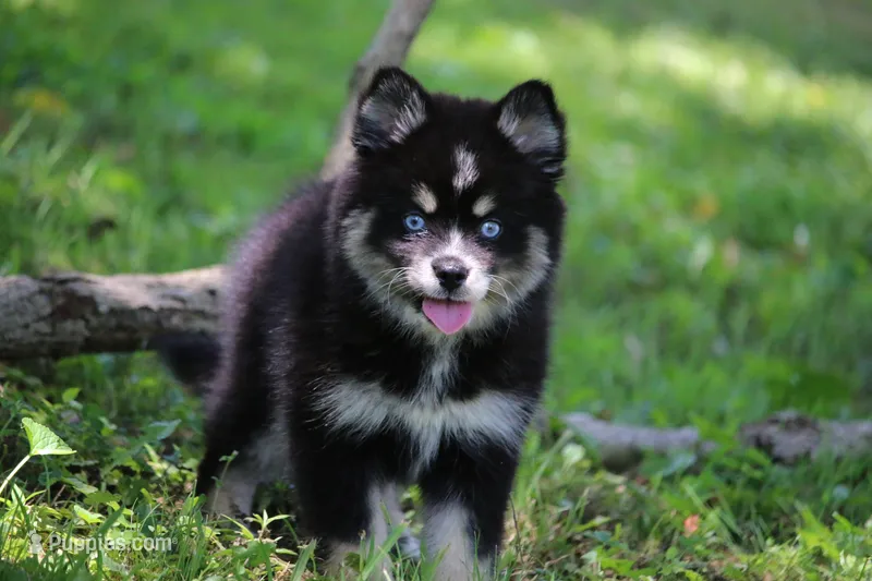 Deana – Pomsky puppy for sale in Lancaster, OH