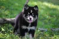 Deana, a female Pomsky for sale in Lancaster, OH – 1 of 10