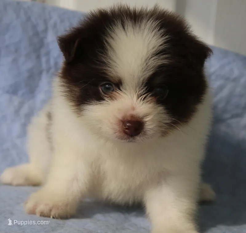 Nugget – Pomsky puppy for sale in Lancaster, OH