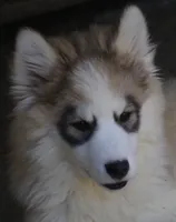 Gavin, a male Pomsky for sale in Lancaster, OH – 2 of 10