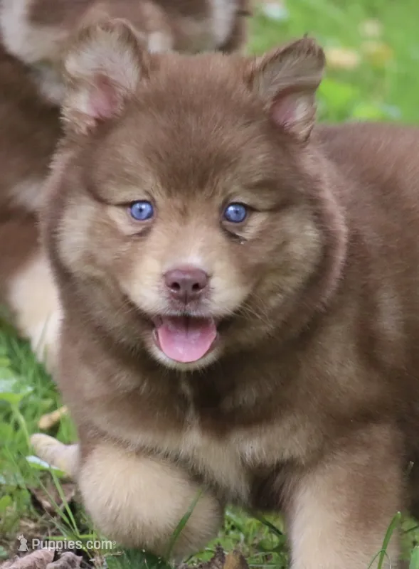 Autumn – Pomsky puppy for sale in Lancaster, OH