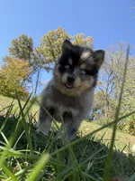Sparky, a male Pomsky for sale in Lancaster, OH – 4 of 6