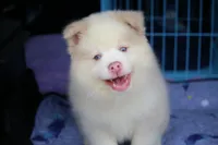 Max, a male Pomsky for sale in Lancaster, OH – 5 of 10