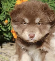 Hugo, a male Pomsky for sale in Lancaster, OH – 3 of 3