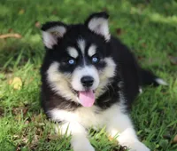 Shayla , a female Pomsky for sale in Lancaster, OH – 2 of 5
