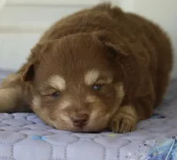 Amber , a female Pomsky for sale in Lancaster, OH – 1 of 4
