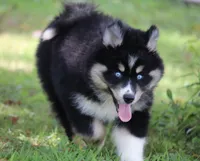 Sparkles, a female Pomsky for sale in Lancaster, OH – 2 of 8