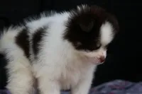 Nugget, a male Pomsky for sale in Lancaster, OH – 2 of 9