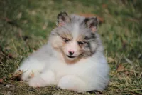 Brooks, a male Pomsky for sale in Lancaster, OH – Photo 3 of 5