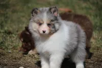 Brooks, a male Pomsky for sale in Lancaster, OH – Photo 2 of 5