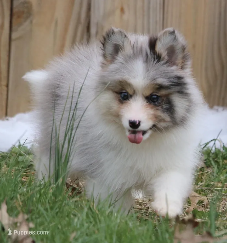 Brooks – Pomsky puppy for sale in Lancaster, OH