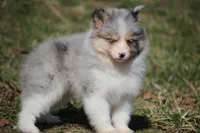 Brooks, a male Pomsky for sale in Lancaster, OH – Photo 1 of 5
