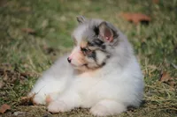 Brooks, a male Pomsky for sale in Lancaster, OH – Photo 4 of 5