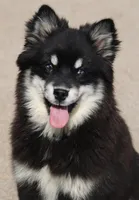 Faith, a female Pomsky for sale in Lancaster, OH – Photo 2 of 6