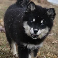 Faith, a female Pomsky for sale in Lancaster, OH – Photo 6 of 6