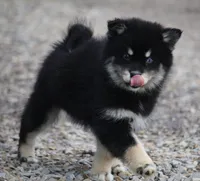 processed/6ca180fc-7f37-4648-817e-e89e0fd8d599/listing/e55ec571-4484-45ce-9827-43e1a6b1792f/991392db-d2c0-4602-b827-39c1ff4ecaba