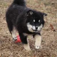 Faith, a female Pomsky for sale in Lancaster, OH – Photo 4 of 6
