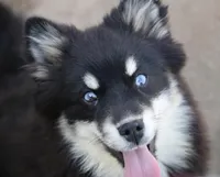 Faith, a female Pomsky for sale in Lancaster, OH – Photo 1 of 6