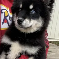 Faith, a female Pomsky for sale in Lancaster, OH – Photo 3 of 6