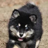 Faith, a female Pomsky for sale in Lancaster, OH – Photo 5 of 6