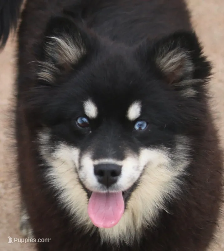 Faith – Pomsky puppy for sale in Lancaster, OH