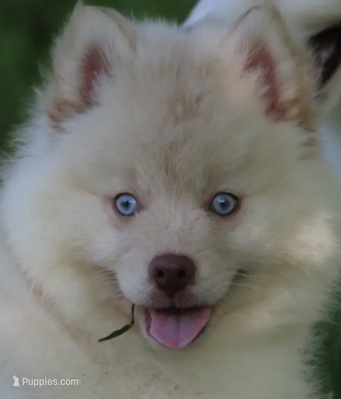 Cotton – Pomsky puppy for sale in Lancaster, OH