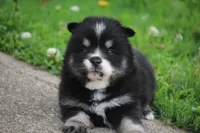 Deana, a female Pomsky for sale in Lancaster, OH – 2 of 6
