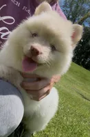 Cotton, a female Pomsky for sale in Lancaster, OH – 7 of 10