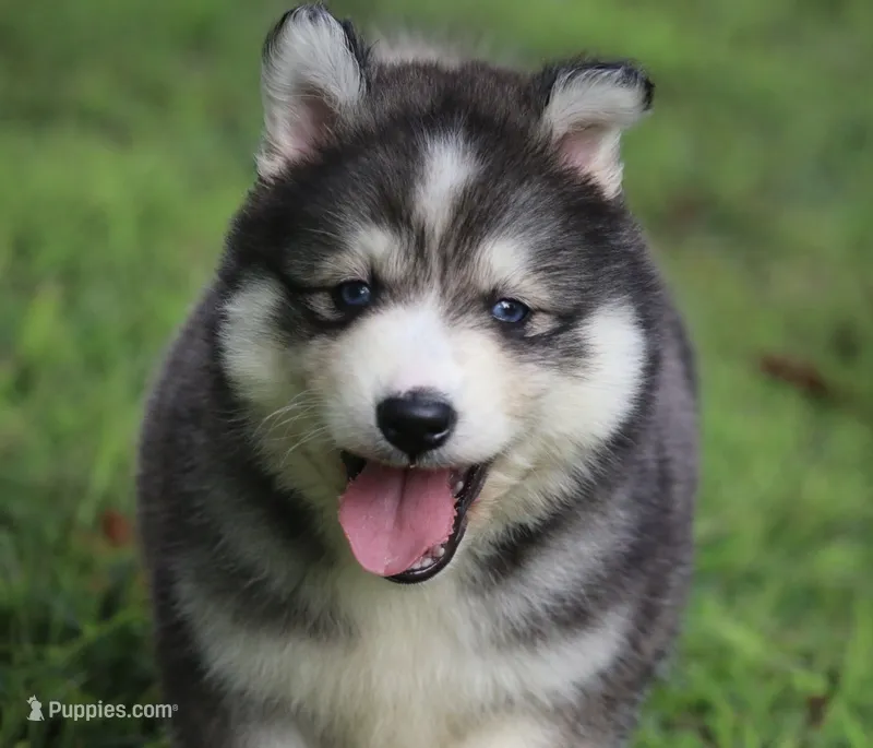 Alpha – Pomsky puppy for sale in Lancaster, OH