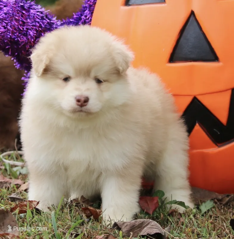 Hunny  – Pomsky puppy for sale in Lancaster, OH