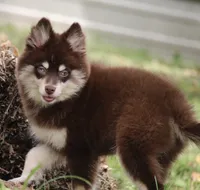 Louise, a female Pomsky for sale in Lancaster, OH – 7 of 7