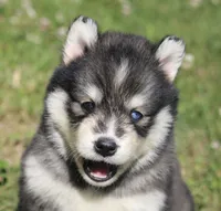 Dakota , a male Pomsky for sale in Lancaster, OH – 2 of 7