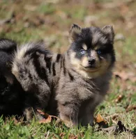 Sparky, a male Pomsky for sale in Lancaster, OH – 1 of 6