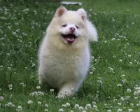 Max, a male Pomsky for sale in Lancaster, OH – 2 of 10